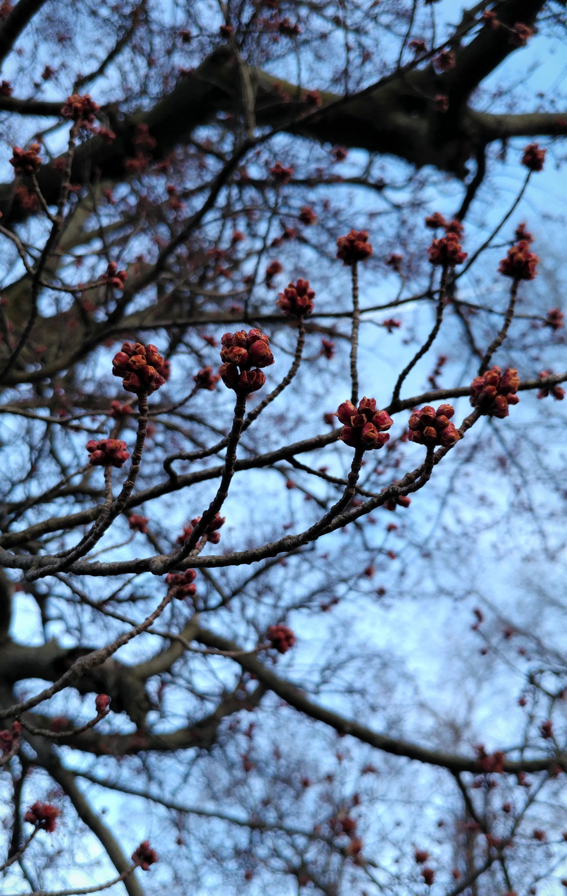 treetuesday5-4-2021-5ok.jpg