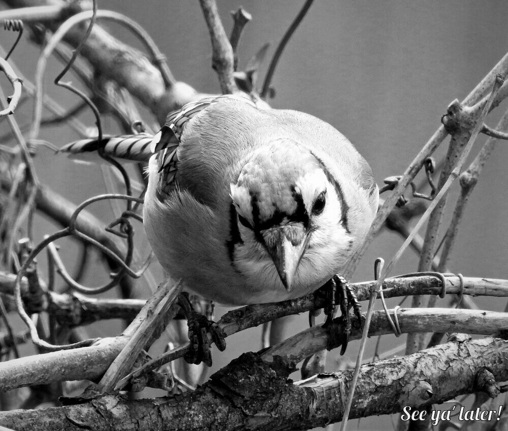 smapblackandwhite11-11-2022-5ok1.jpg