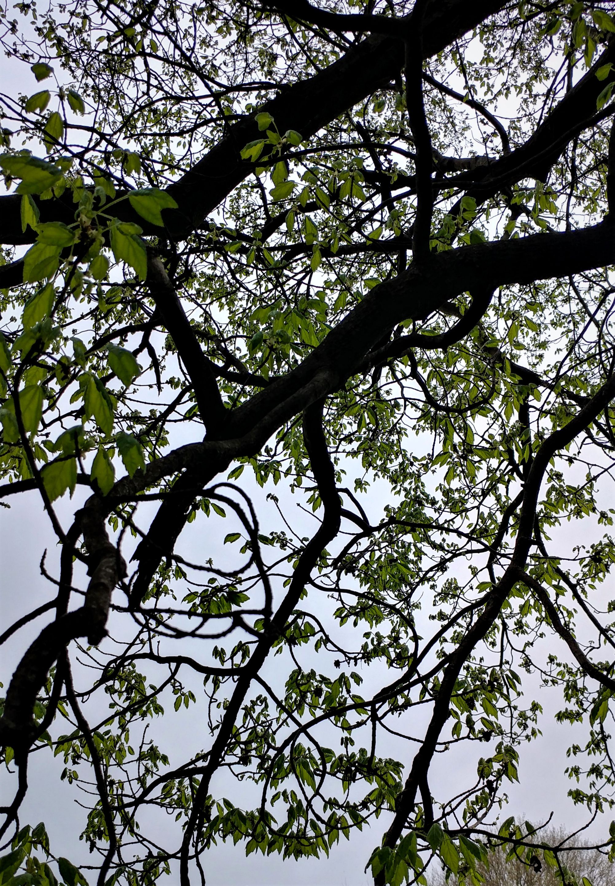 treetuesday5-4-2021-13ok.jpg