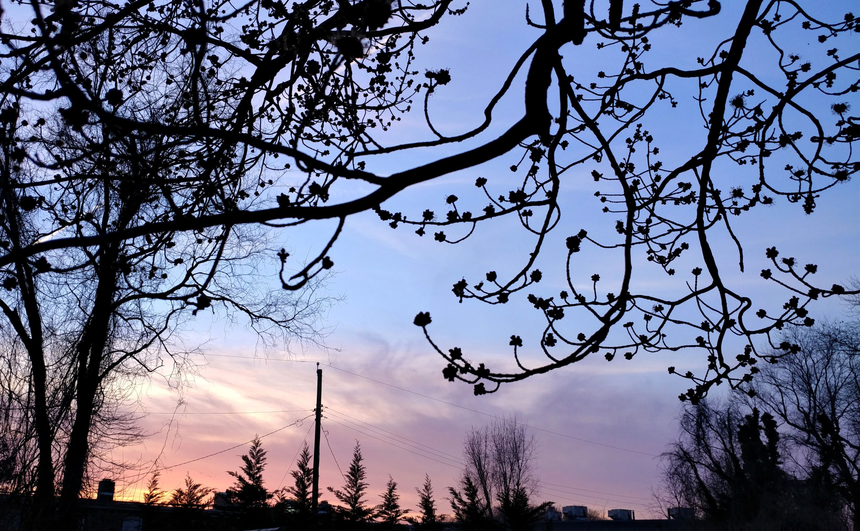 treetuesday5-4-2021-4ok.jpg