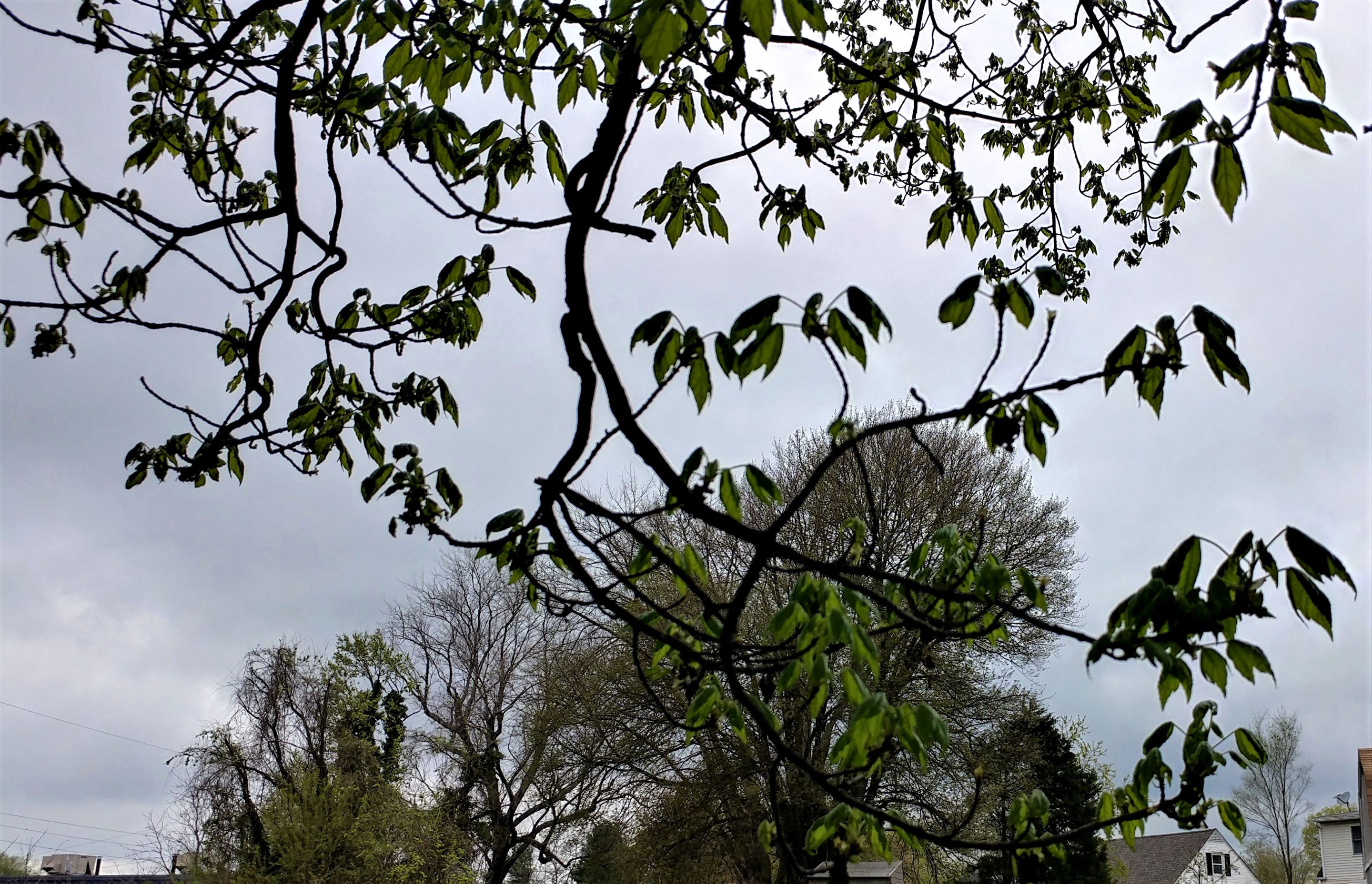 treetuesday5-4-2021-16ok.jpg