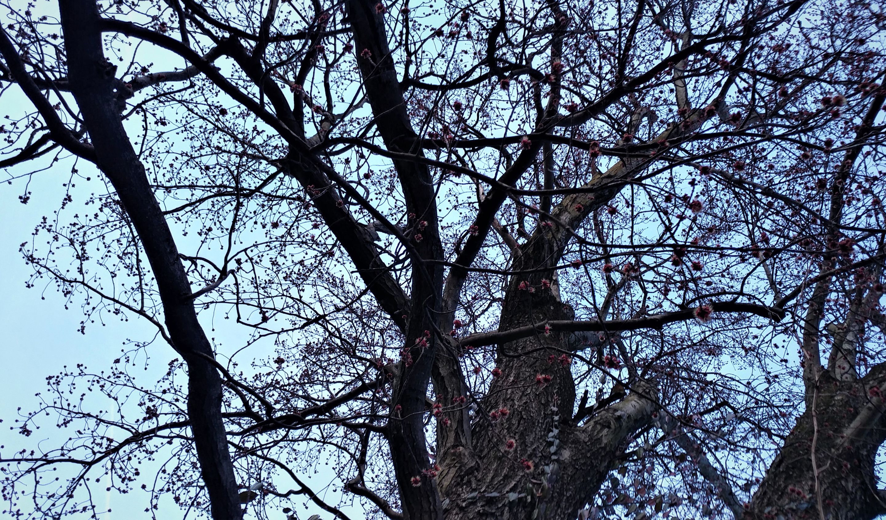 treetuesday5-4-2021-12ok.jpg