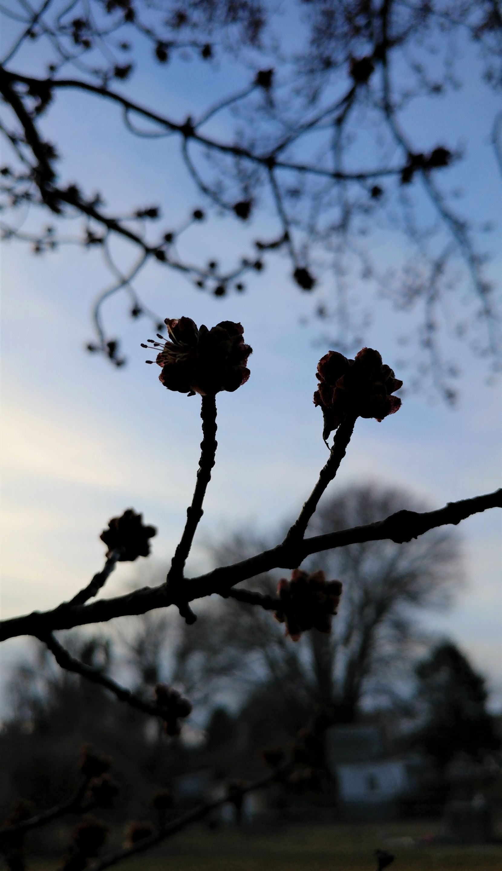 treetuesday5-4-2021-8ok.jpg