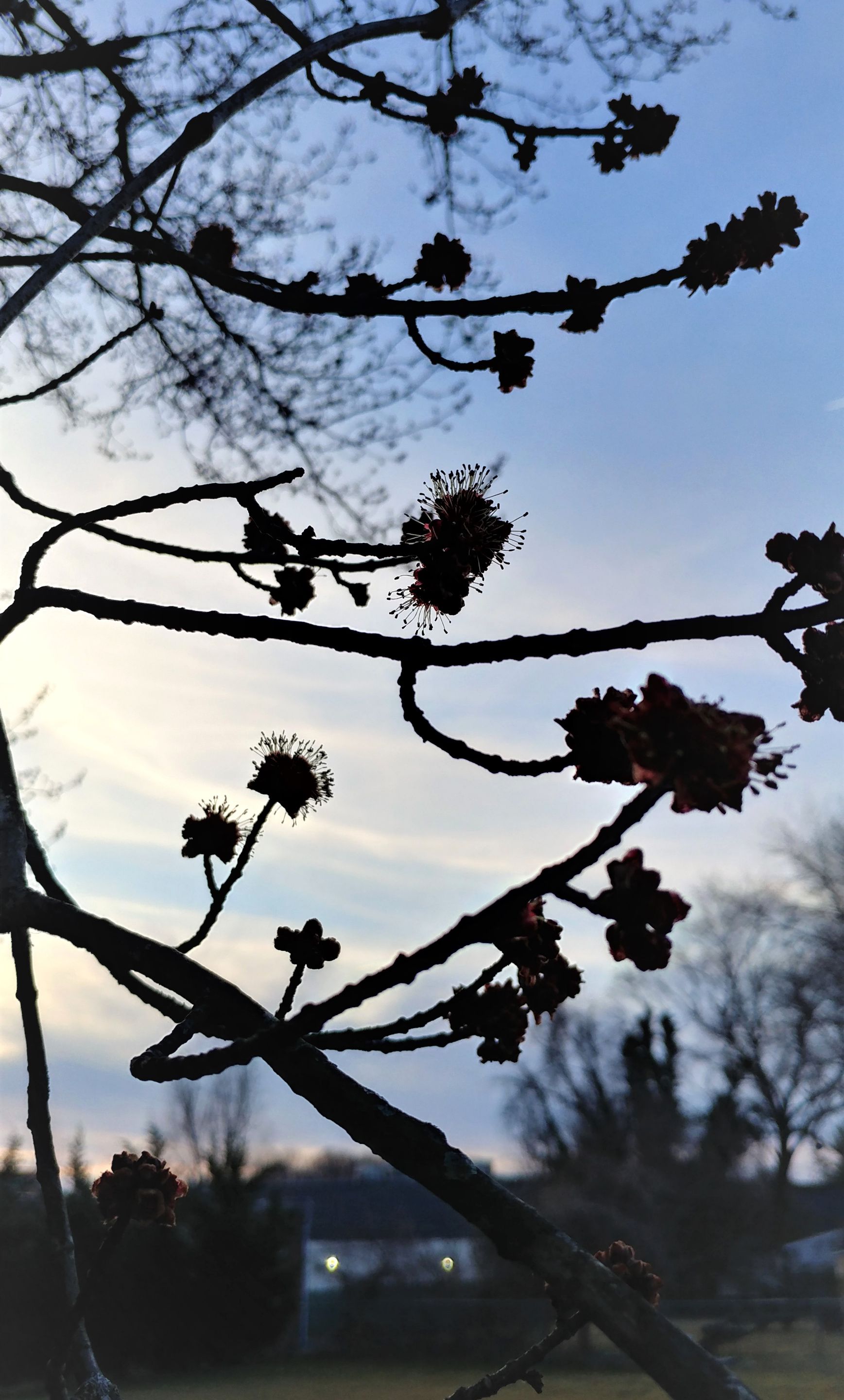 treetuesday5-4-2021-7ok.jpg