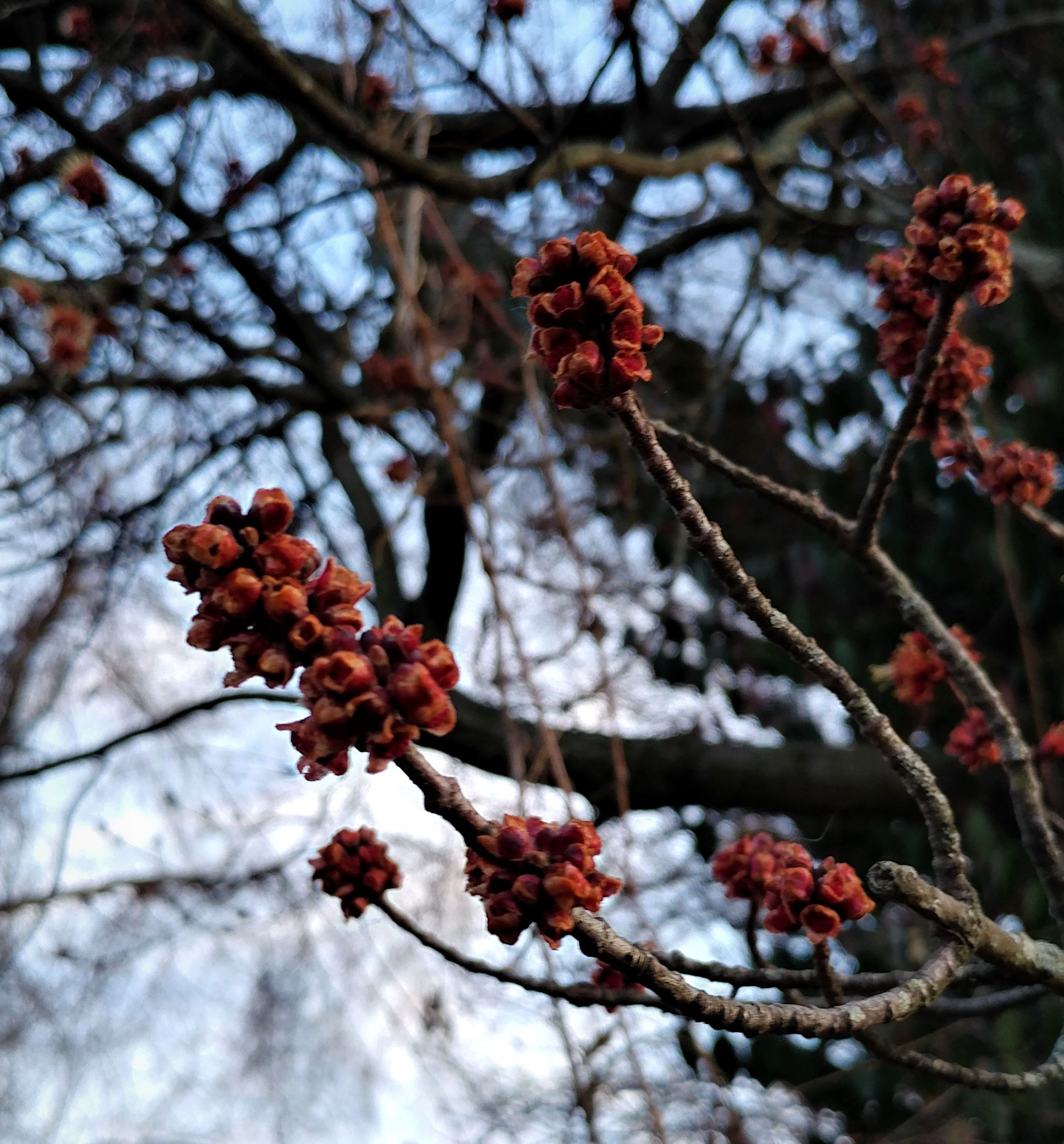 treetuesday5-4-2021-3ok.jpg