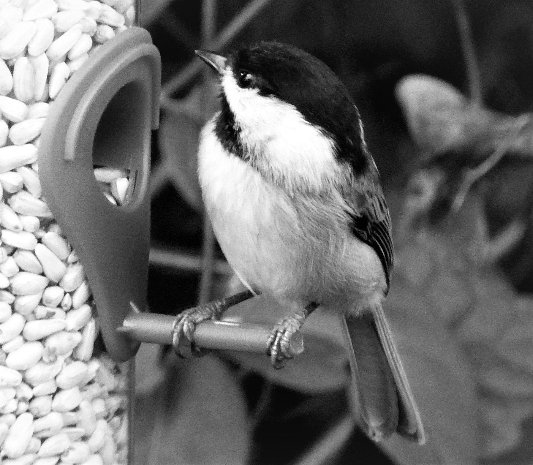 smapblackandwhite11-11-2022-3ok.jpg