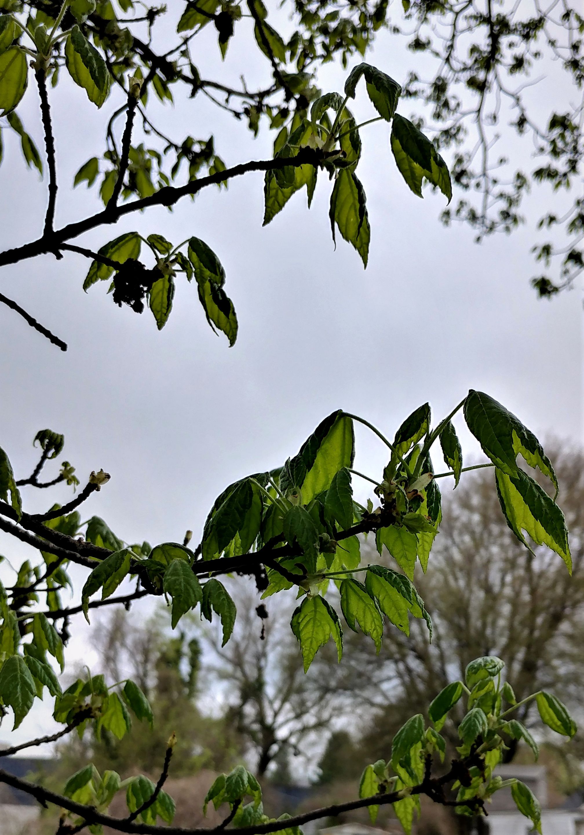 treetuesday5-4-2021-15ok.jpg