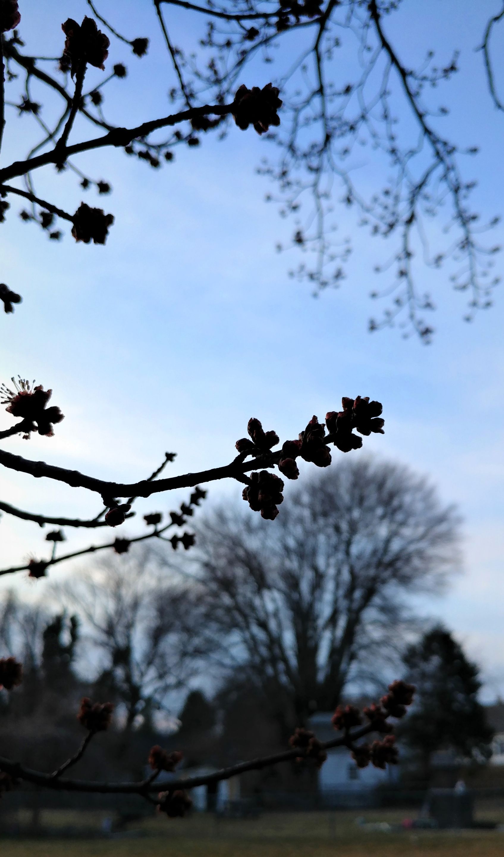 treetuesday5-4-2021-9ok.jpg