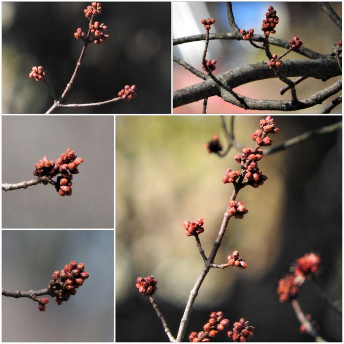 treetuesday5-4-2021-10bok.jpg