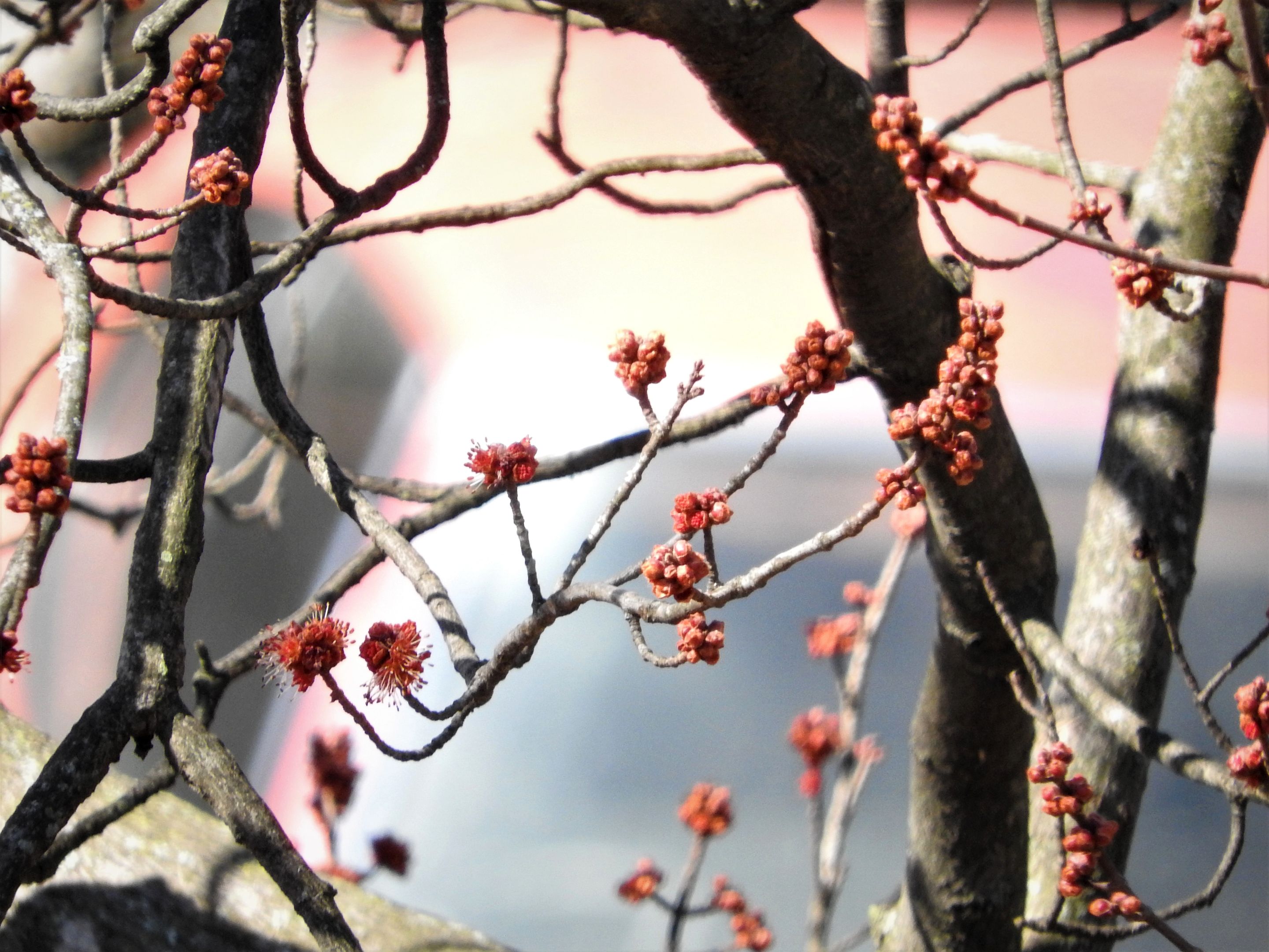 treetuesday5-4-2021-10aok.jpg