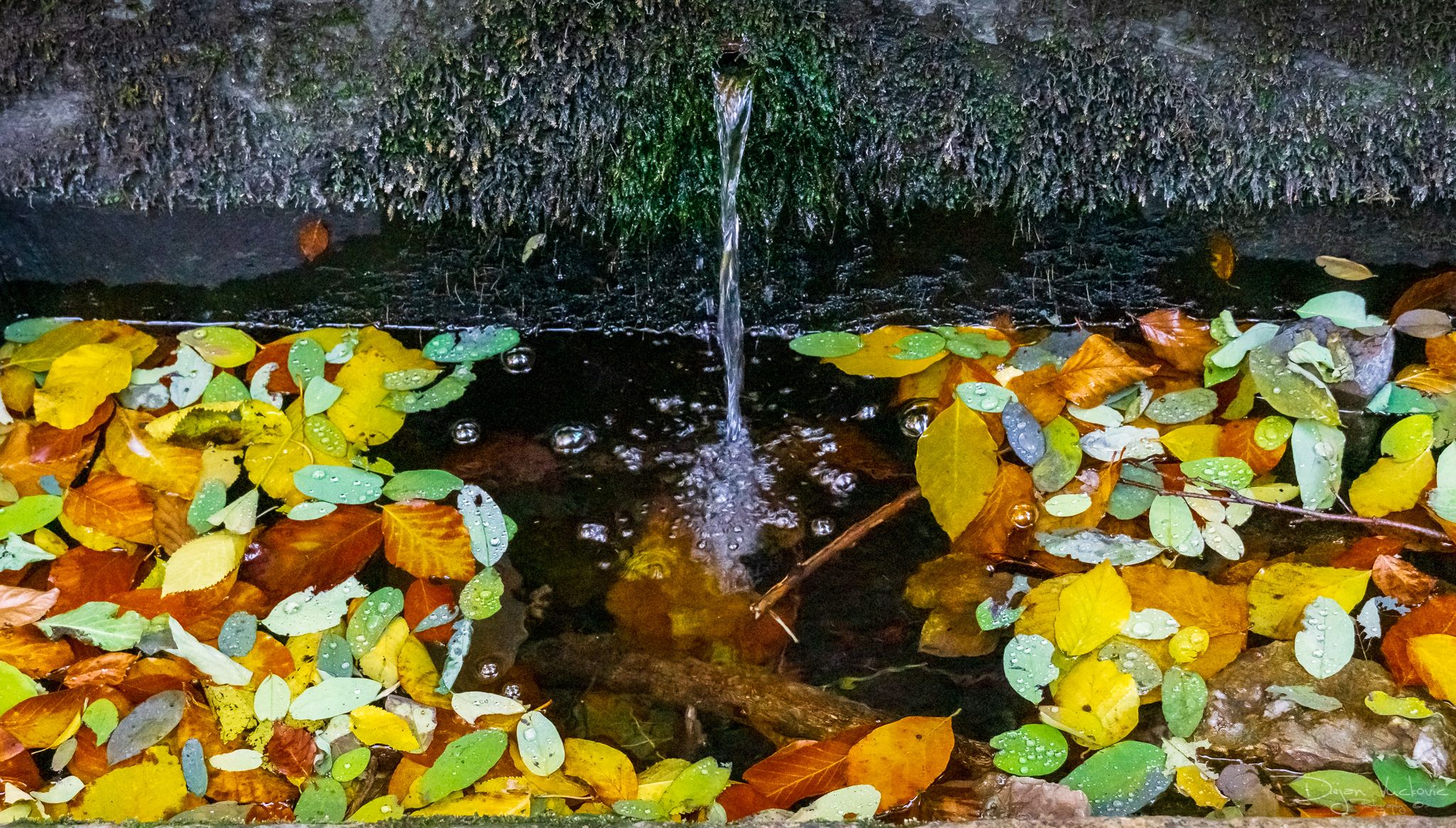 DSC00053.jpg