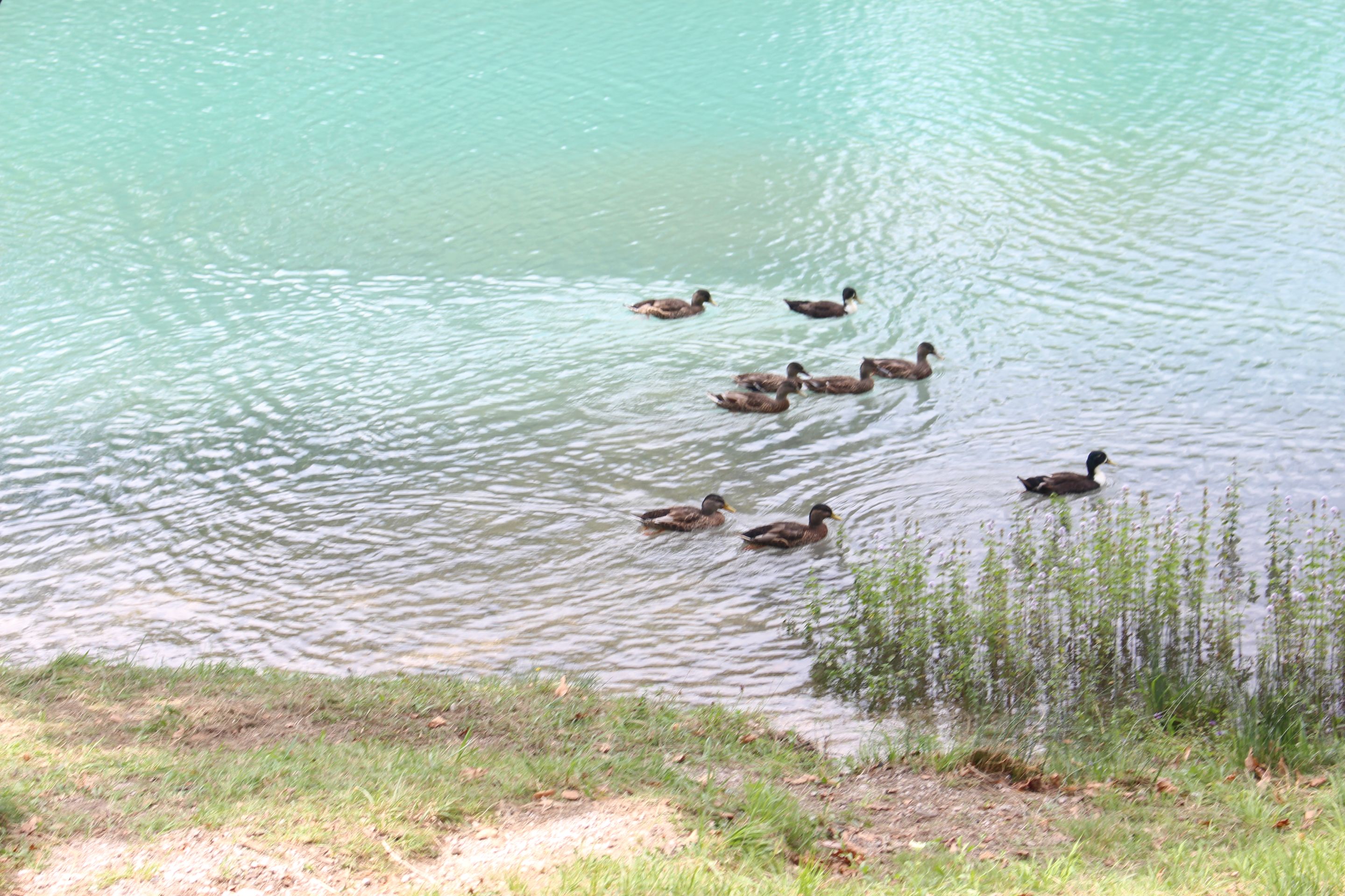 Another picnic day at Cavazzo Lake (Udine, Italy)