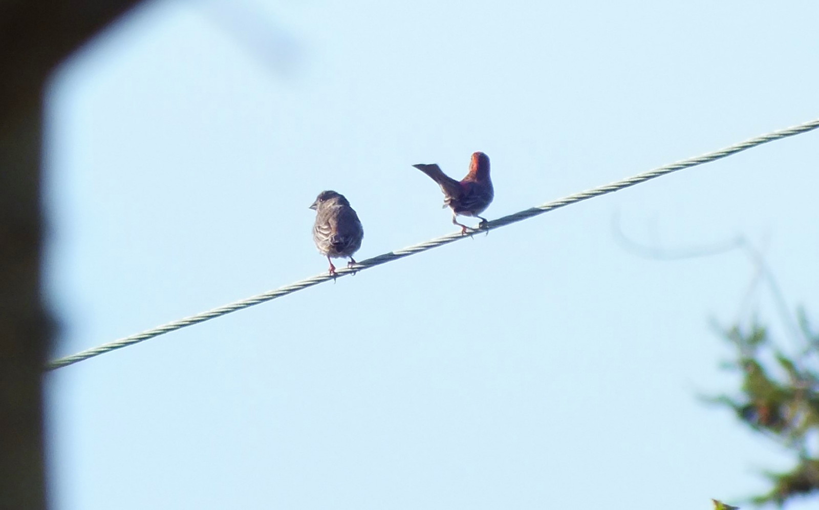 0810-Finches.JPG
