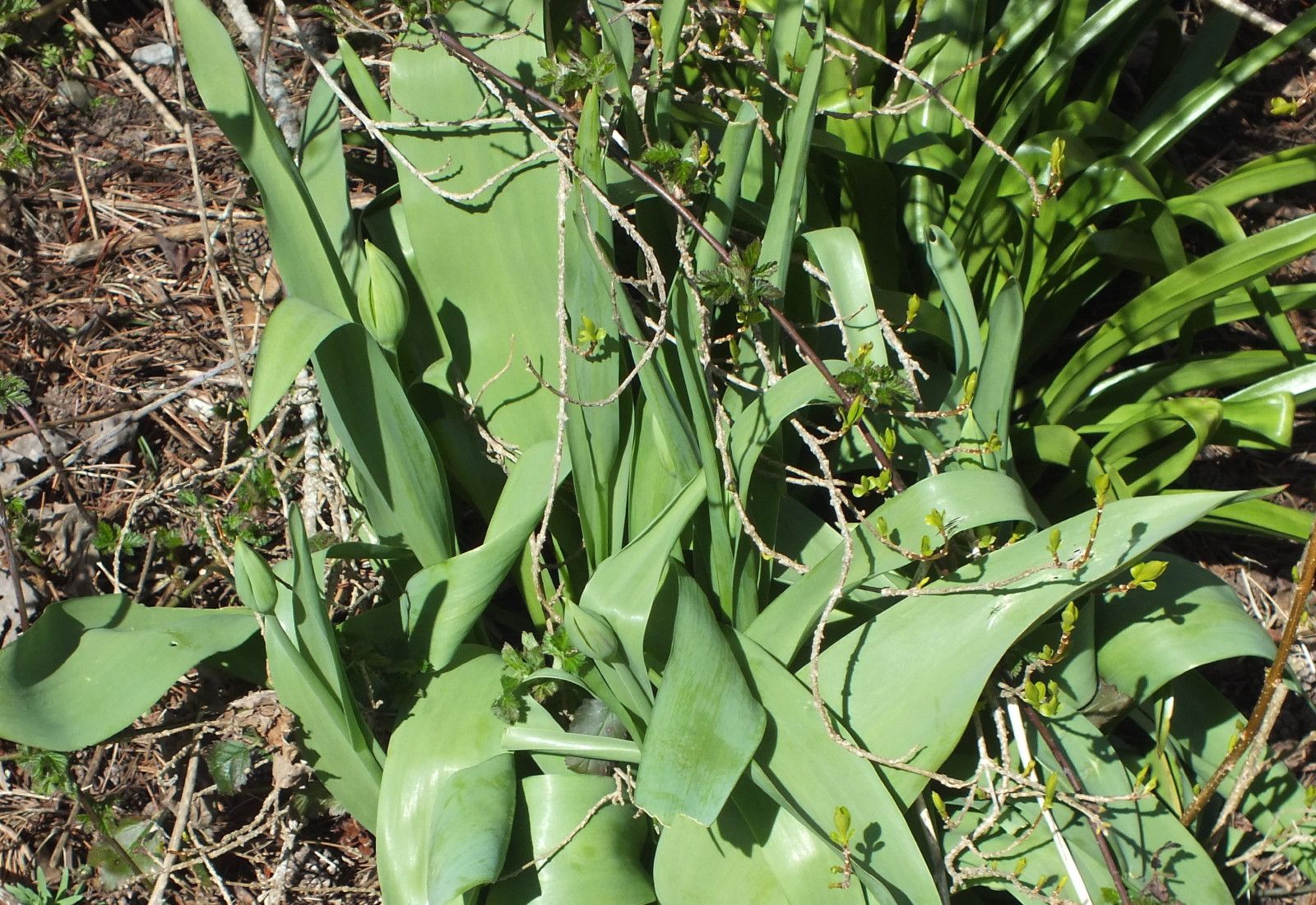 2606-Tulips.jpg