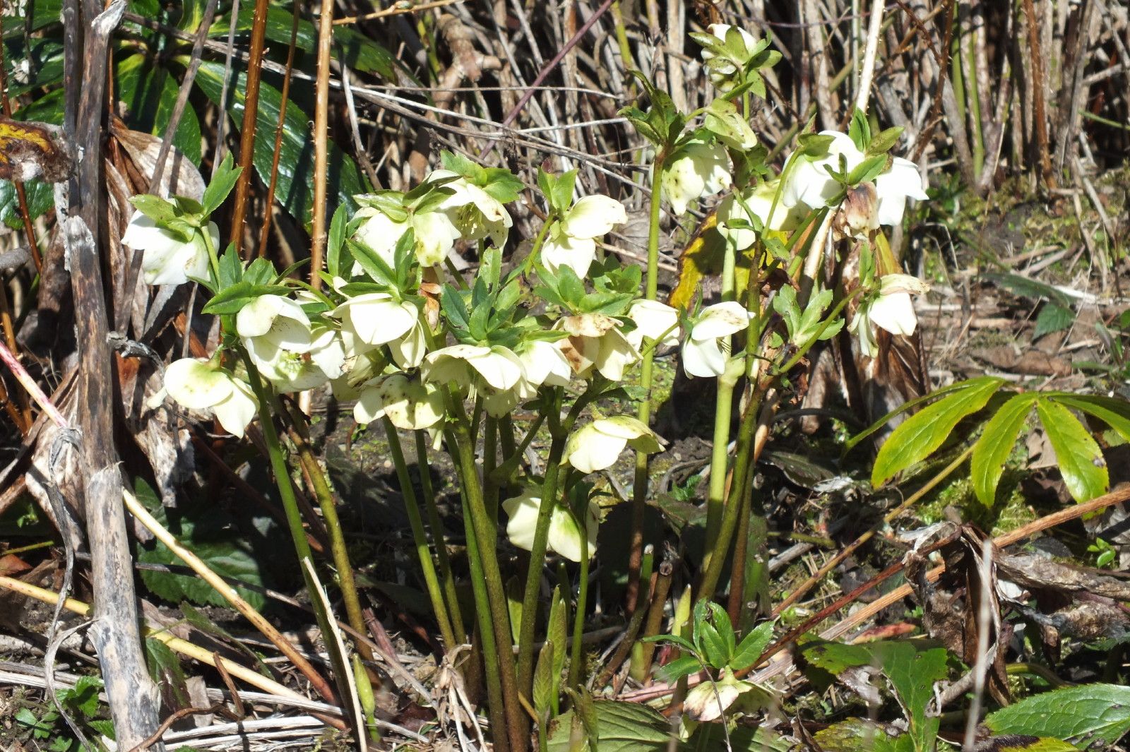 2606-Hellebores.jpg