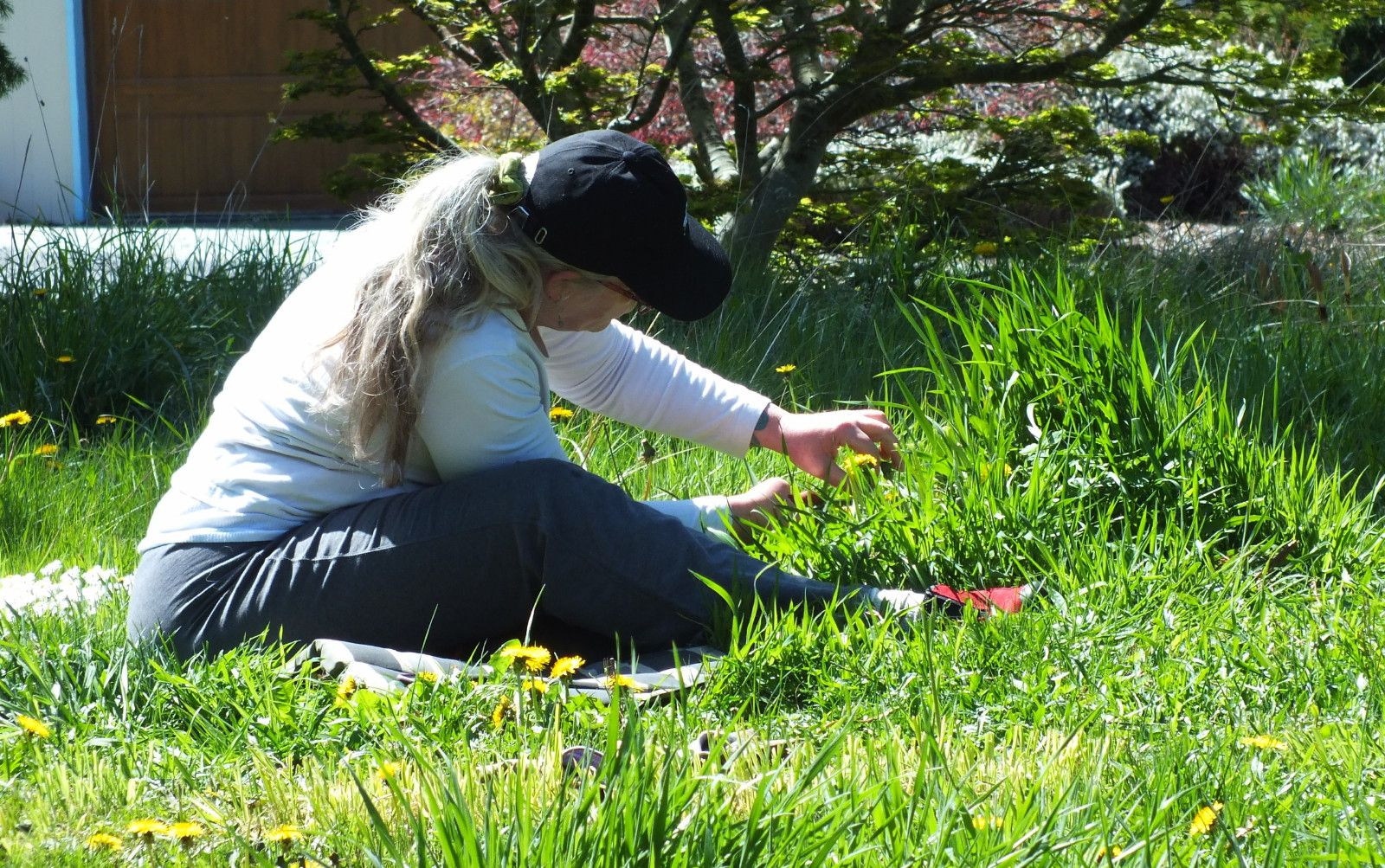 0810-PickingDandelions.JPG