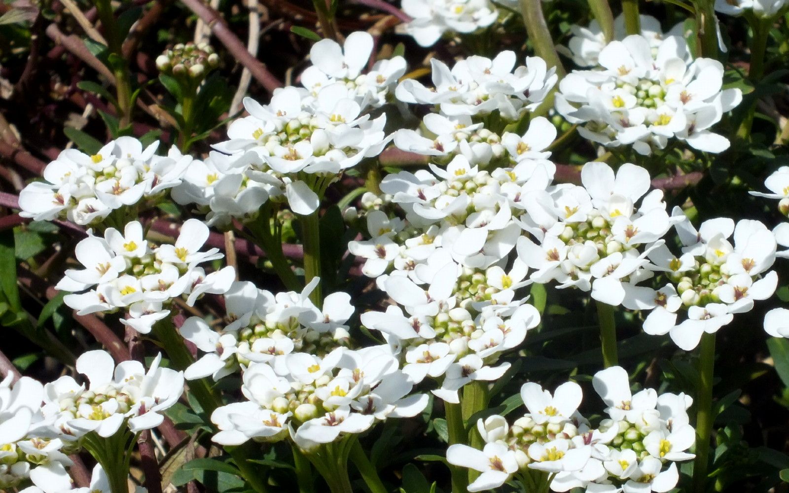 2606-Candytufts.jpg