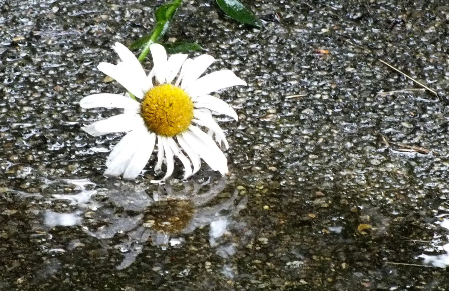 1109-WetDaisy.jpg
