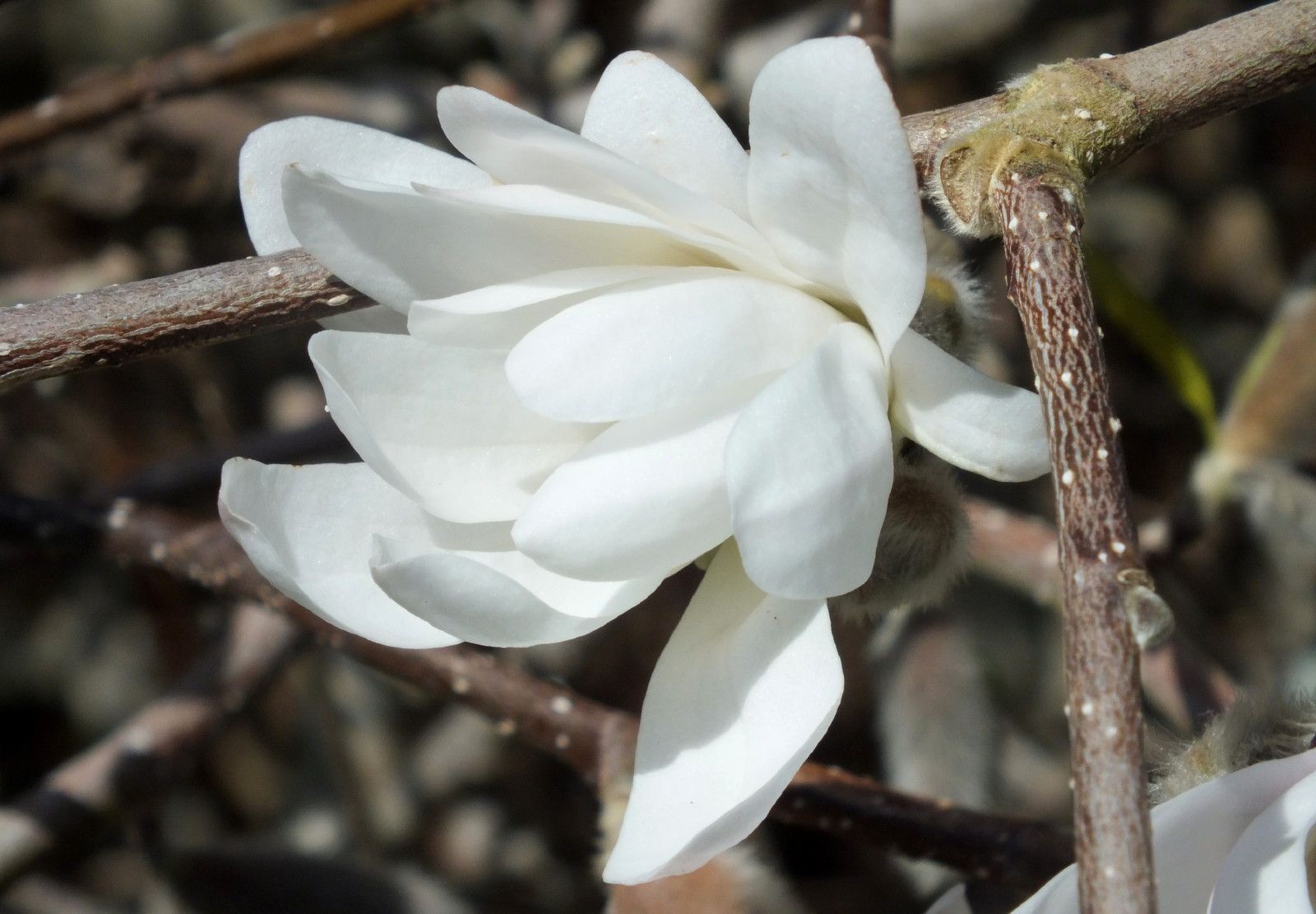 0228-Magnolia.jpg