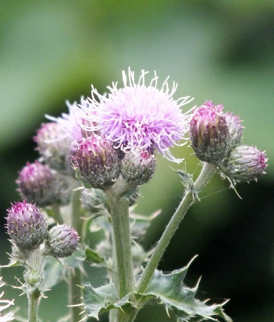 Thistle