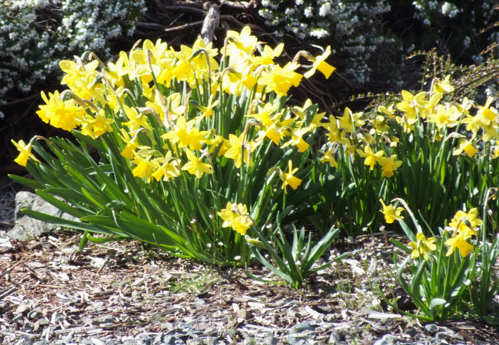 2606-Daffodils.jpg