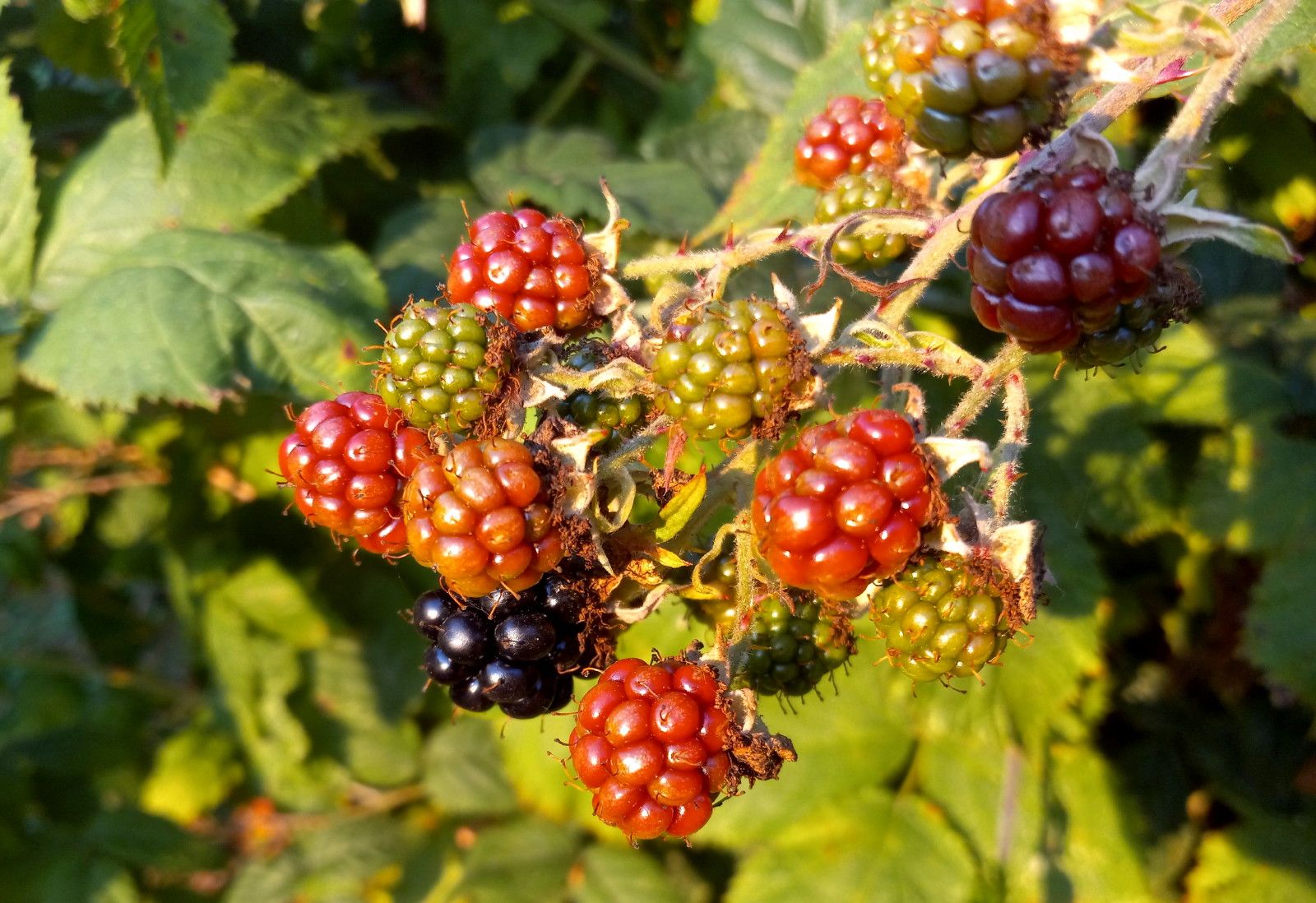 0637-Blackberries.jpg
