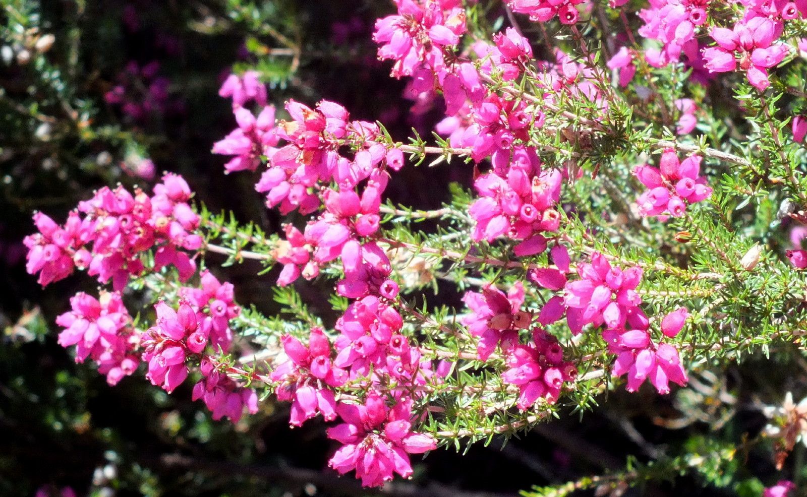 1016-Heather.jpg