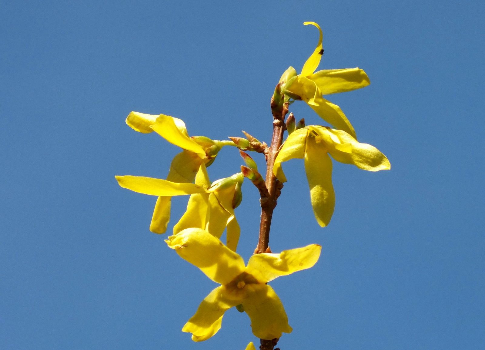 2606-Forsythia.jpg