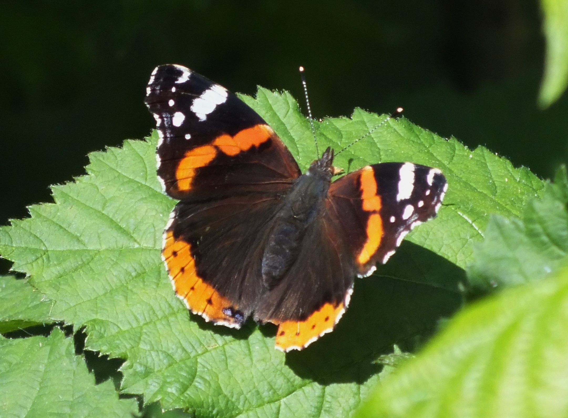 20150607-RedAdmiral2.JPG