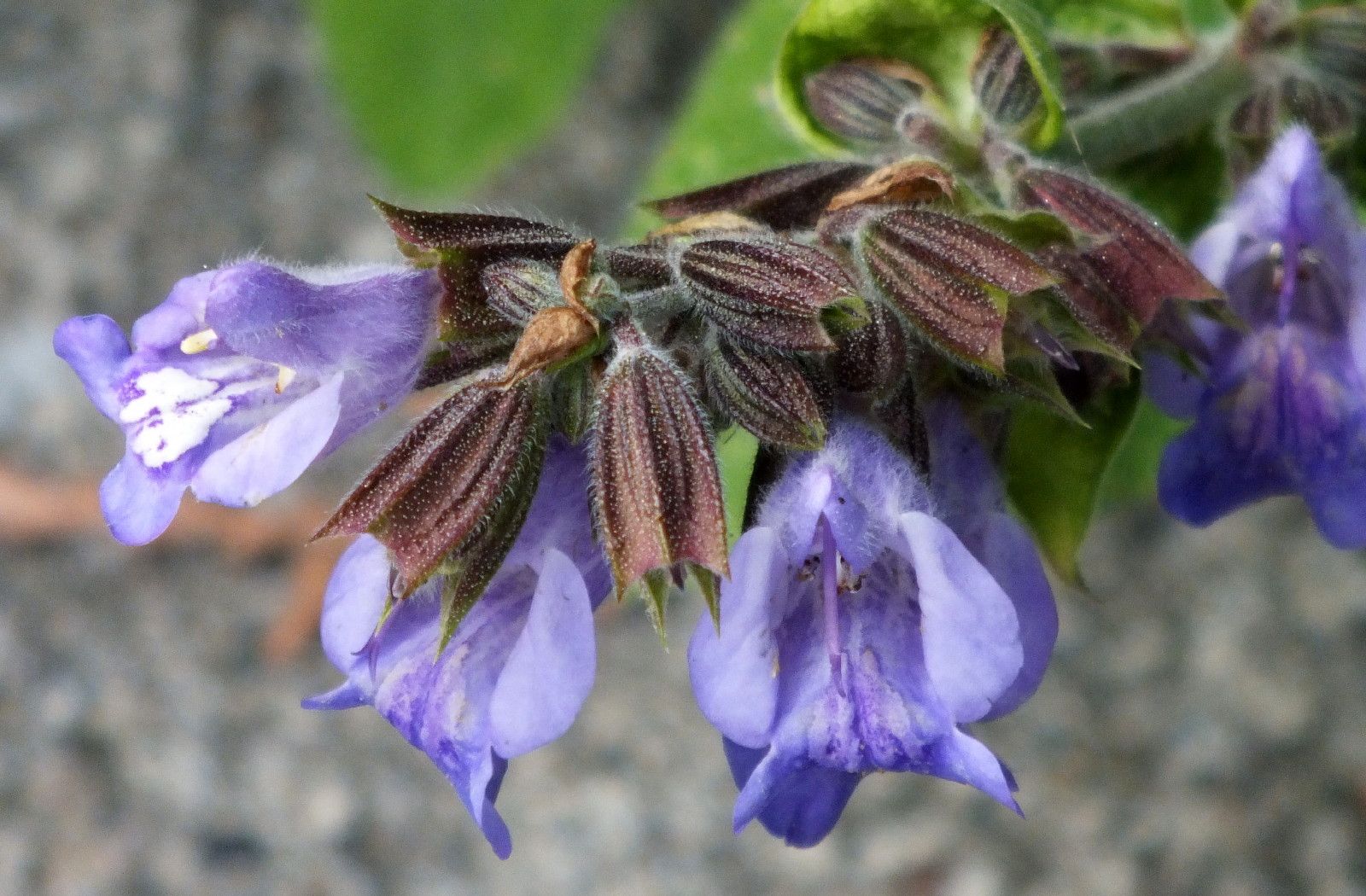 0937-Sage.JPG