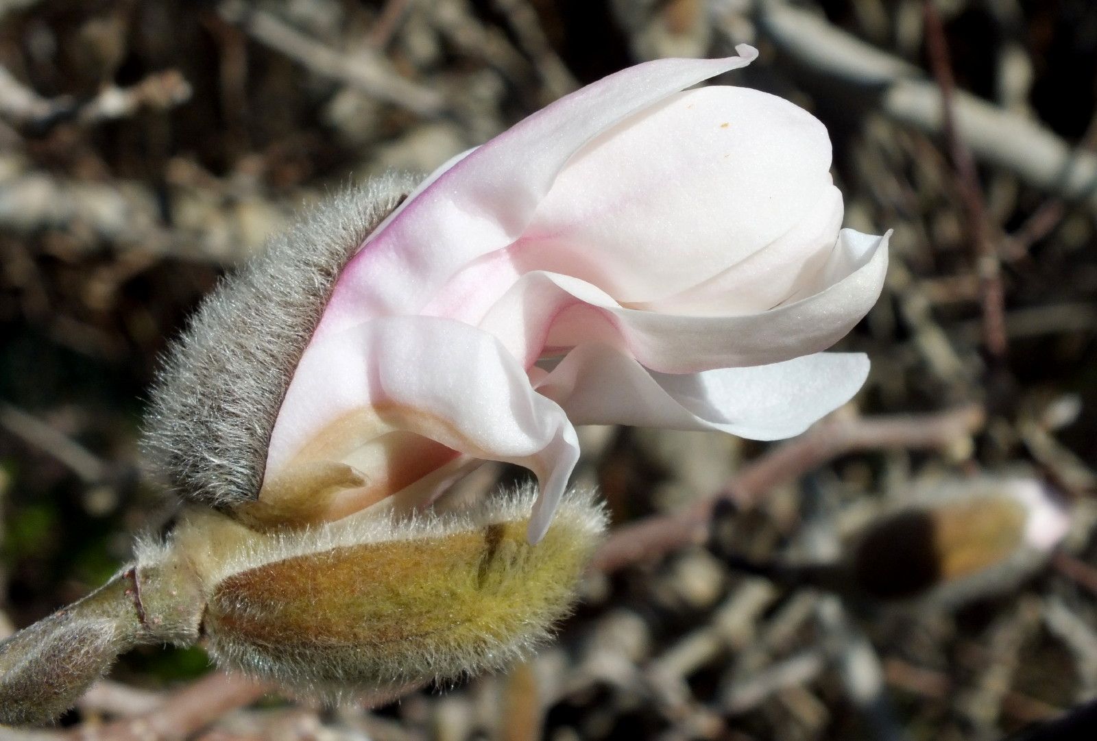 2606-Magnolia.jpg