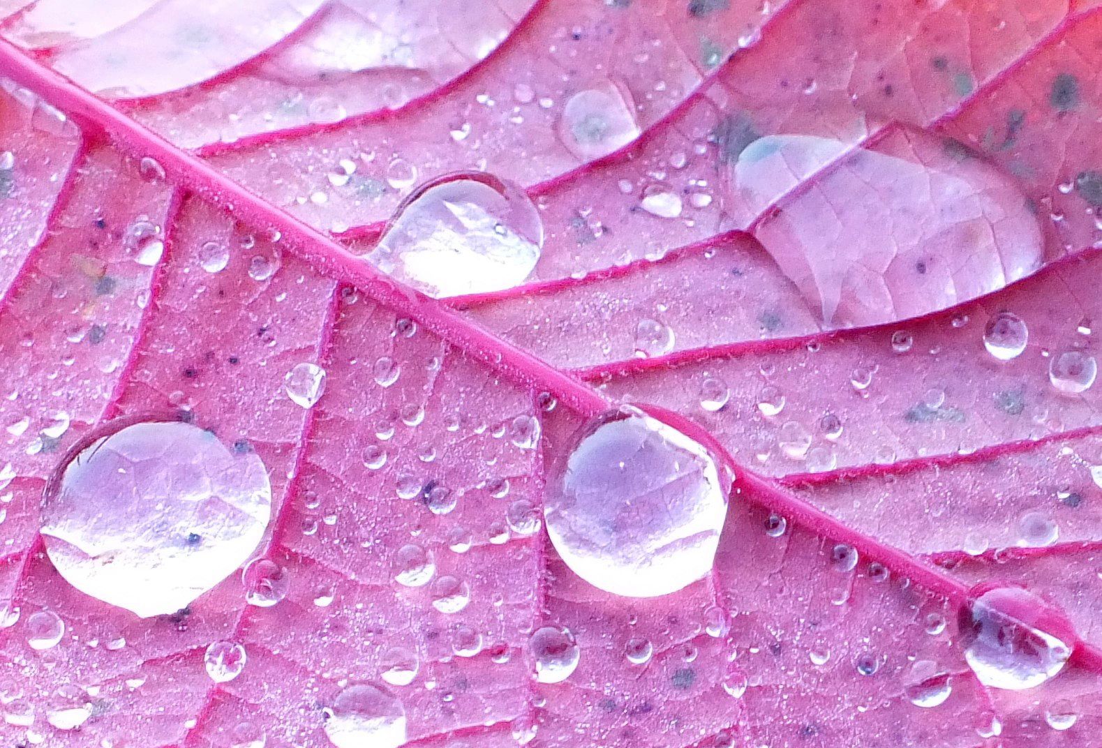 0005-Droplets.jpg