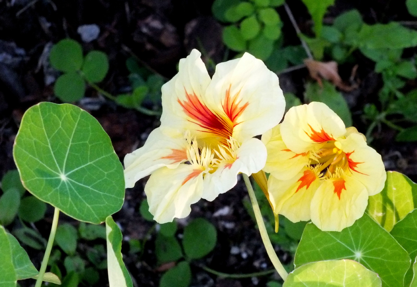 0216-Nasturtiums.jpg