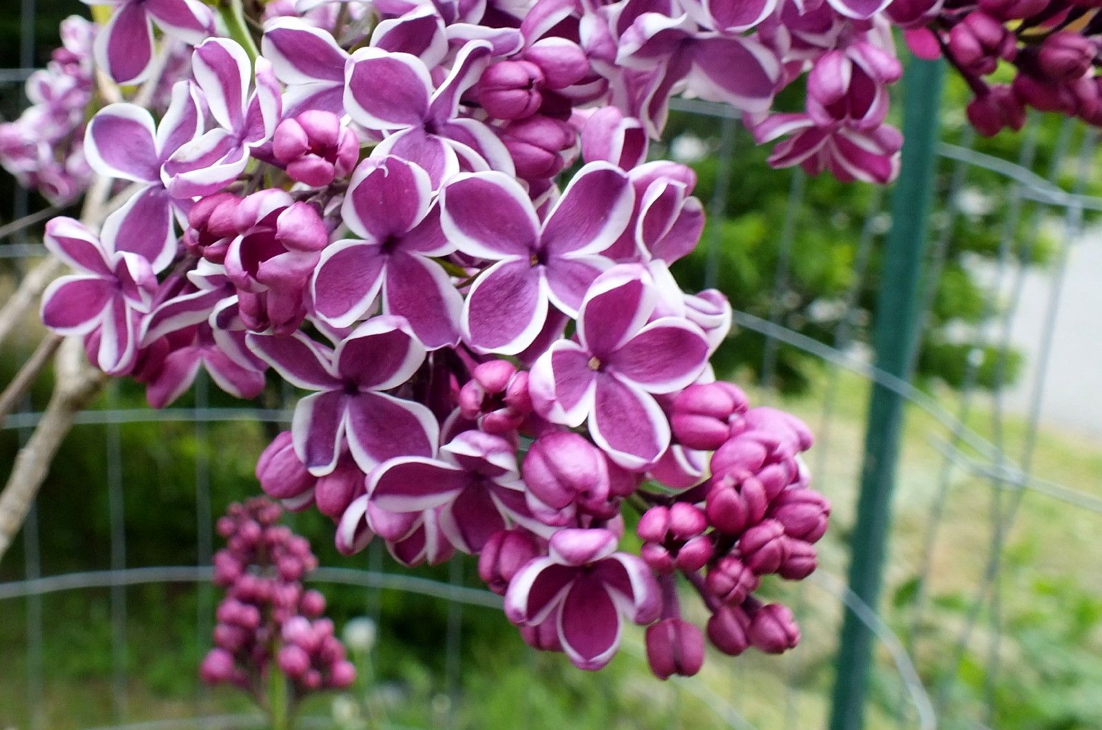 x431-Lilacs.JPG