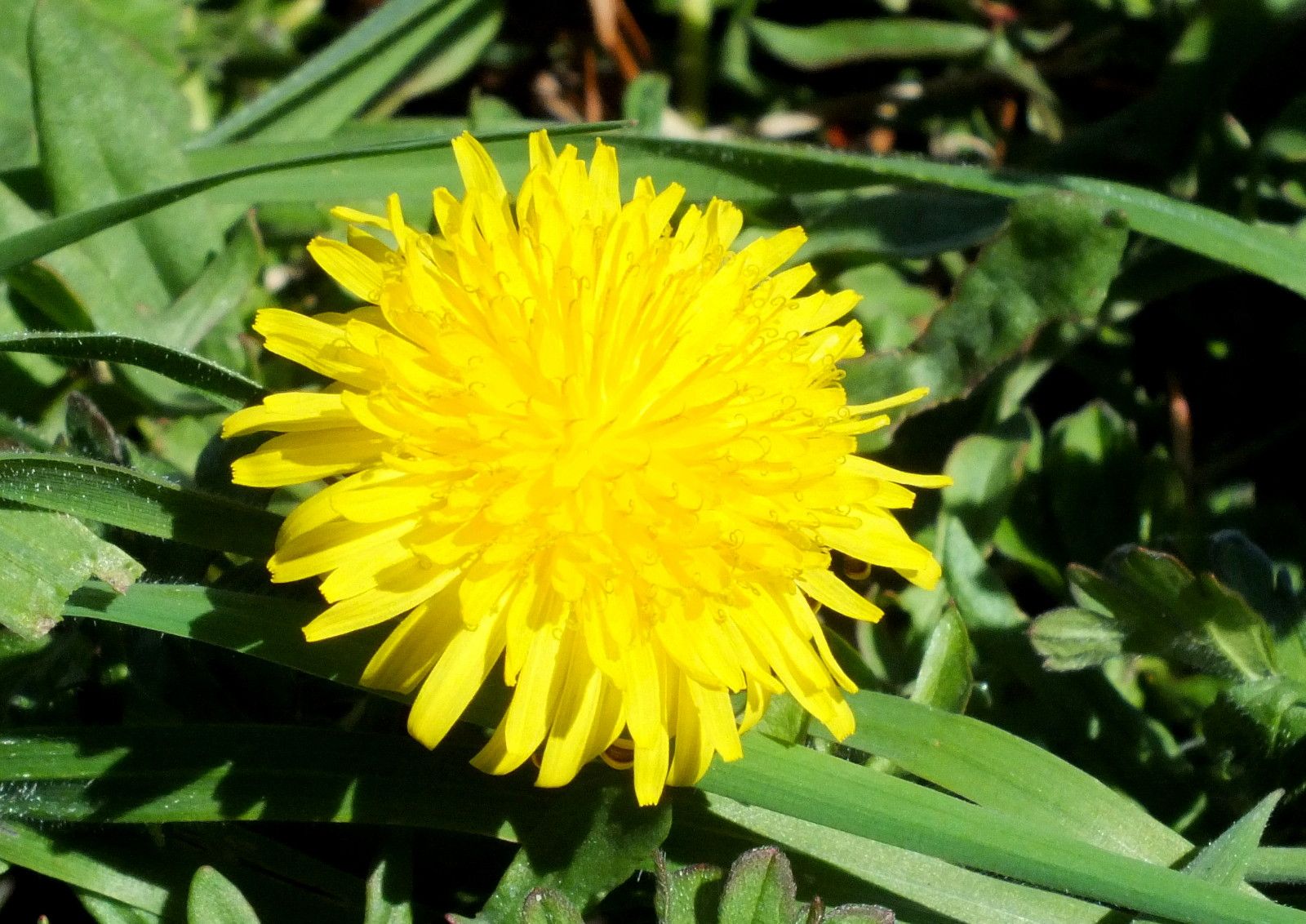 2606-Dandelion.jpg