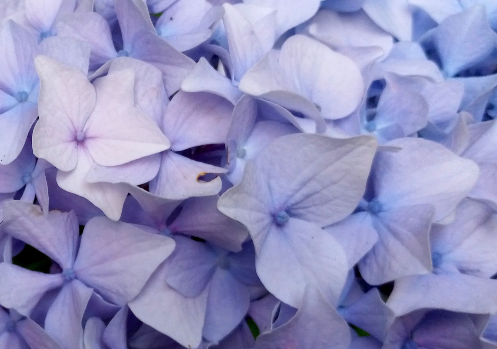 0615-Hydrangea.jpg