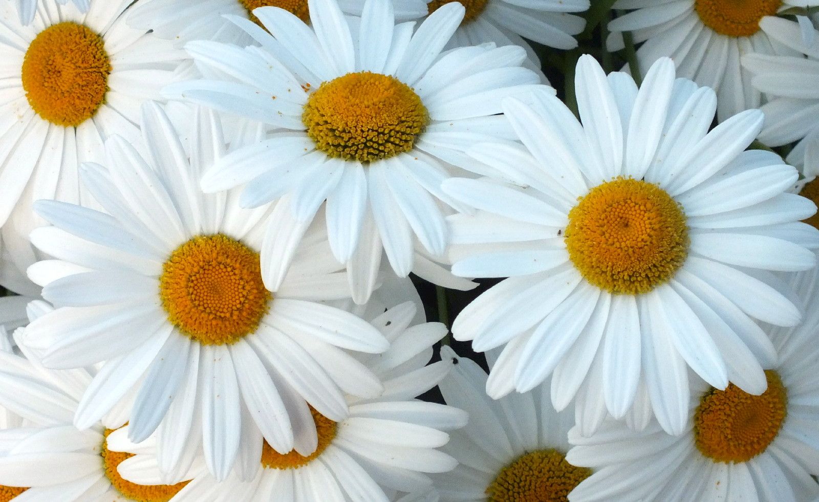 N-0001-Daisies.jpg