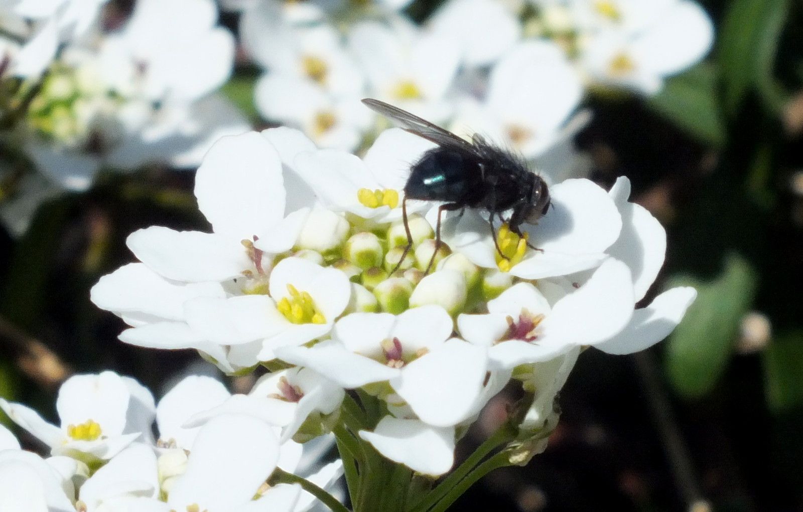 2606-CandytuftFly.jpg