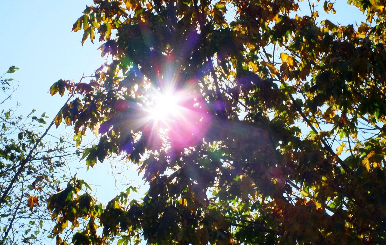 0384-Sunflash.JPG