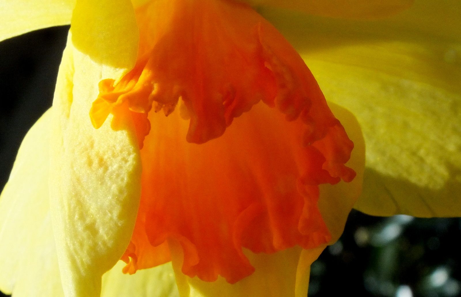 2606-DaffodilTrumpet.jpg