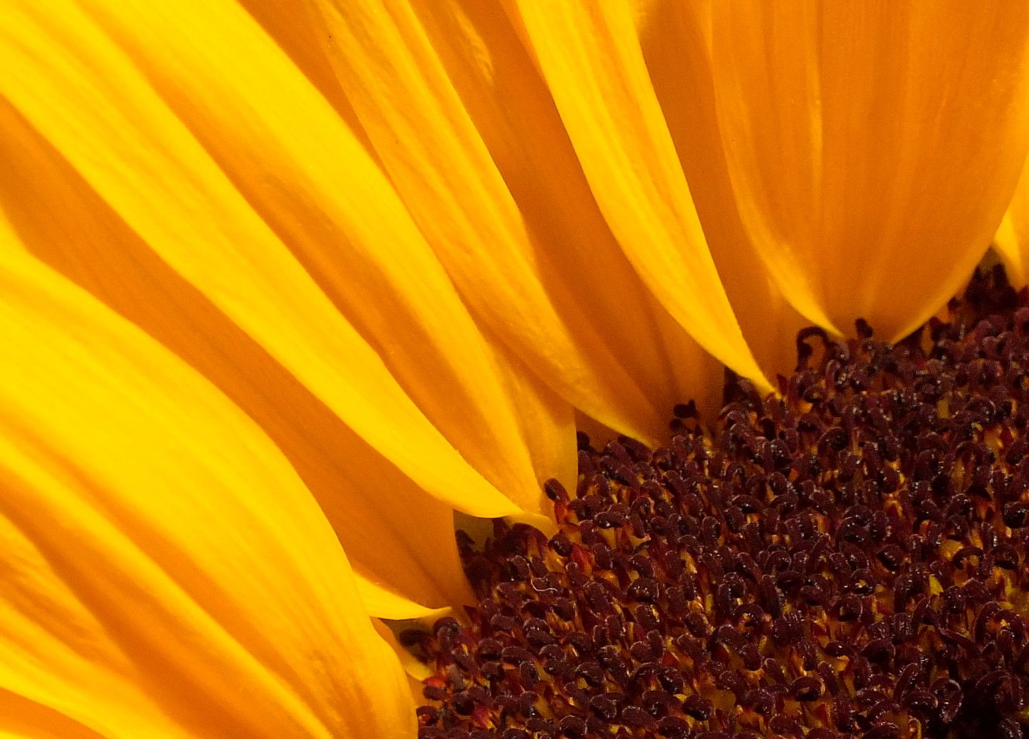 1027-Sunflower.jpg