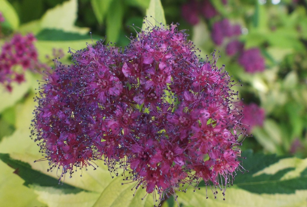 0762Purple.jpg