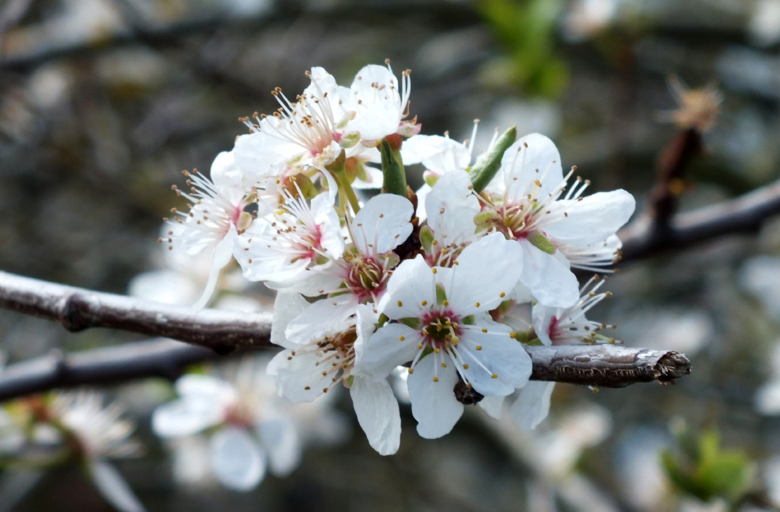 0011AppleBlossoms.jpg