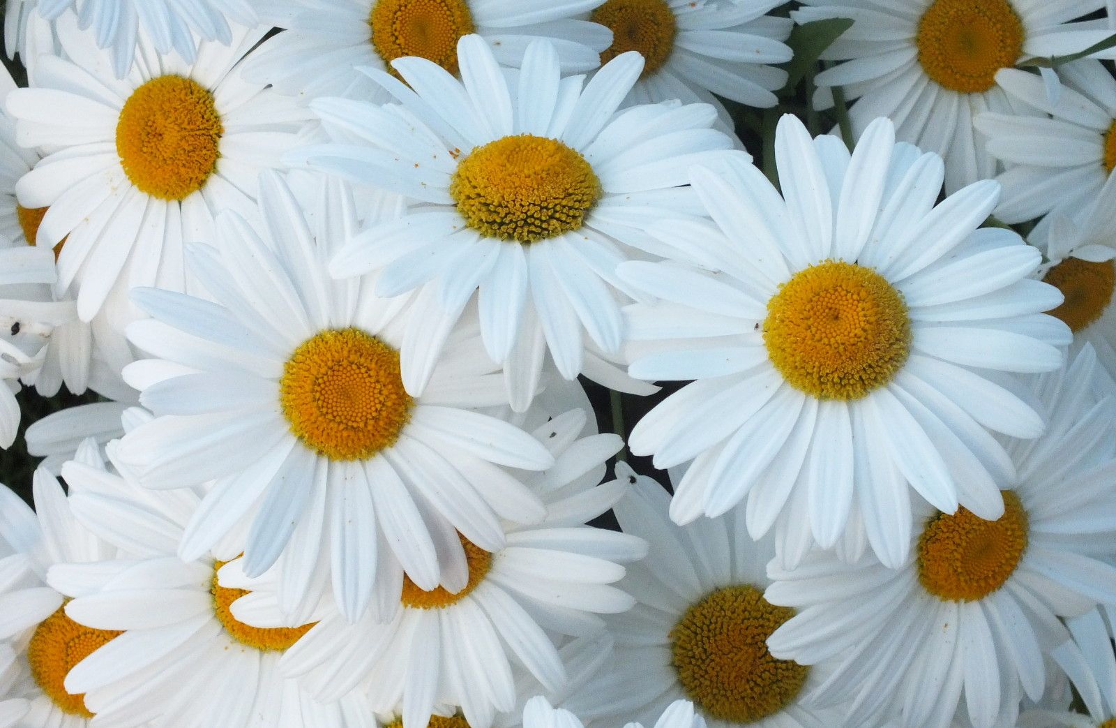 0441-Daisies.JPG