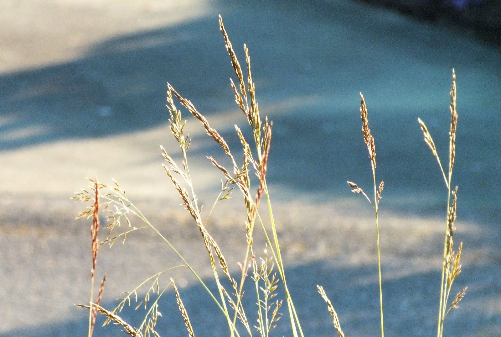 0441-Grasses.JPG
