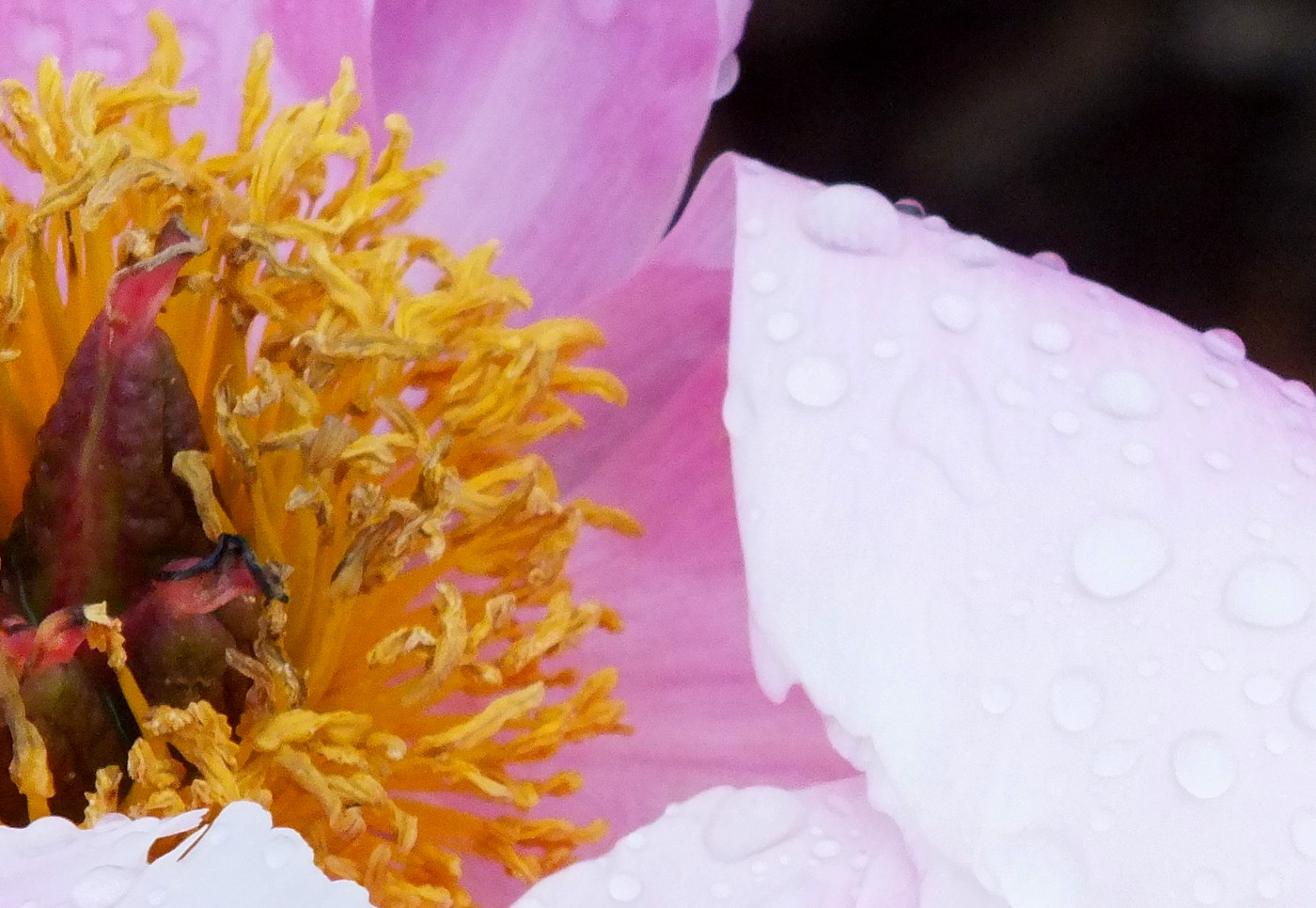 0742Peony.jpg