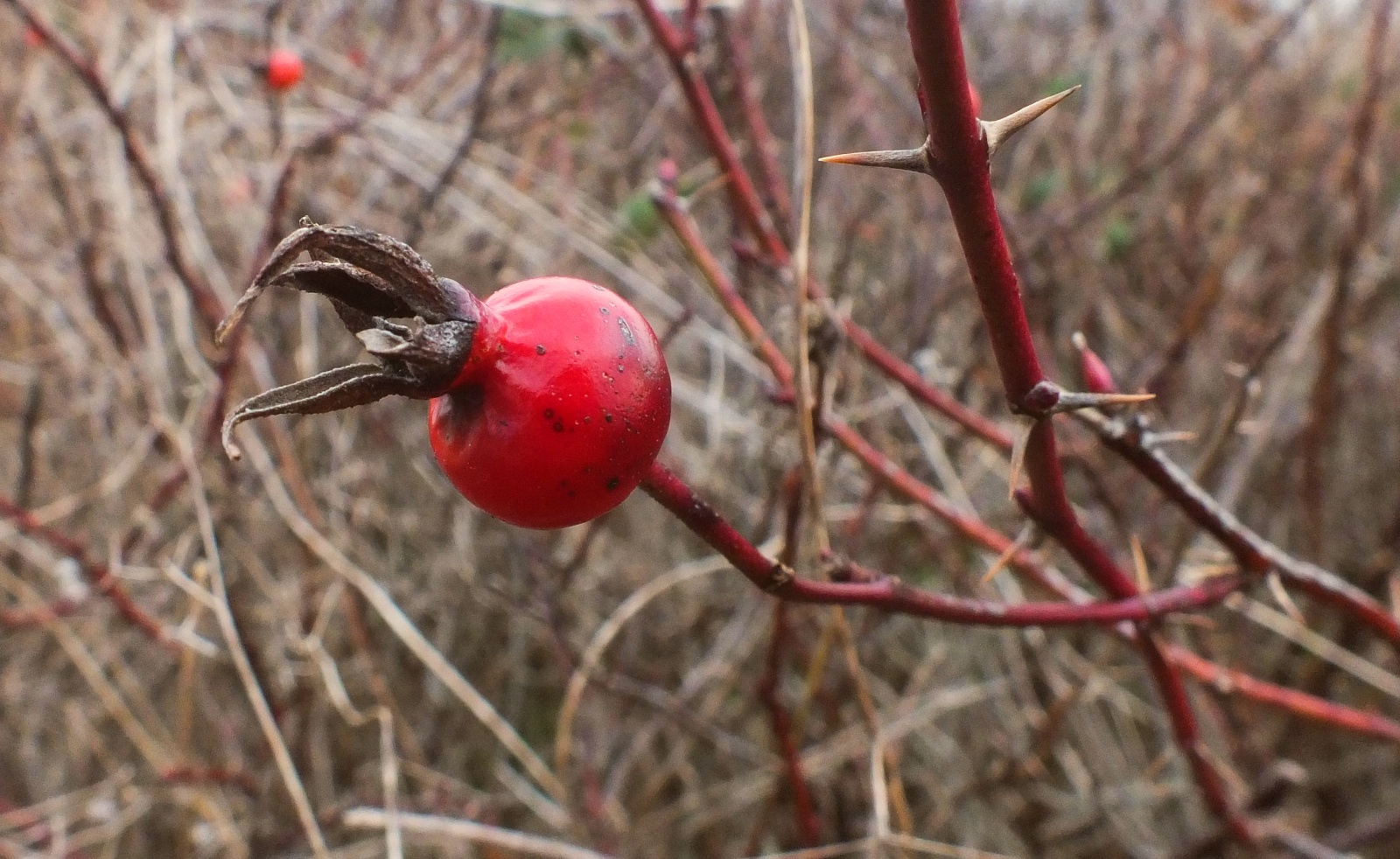 1398Rosehip.jpg
