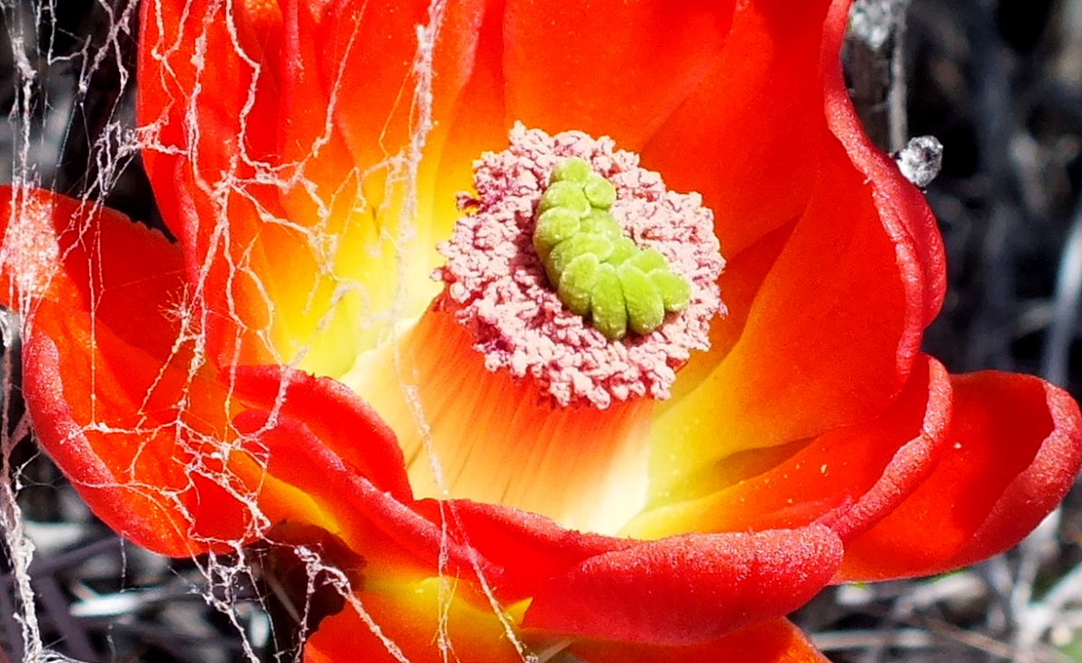 0908CactusRed.jpg