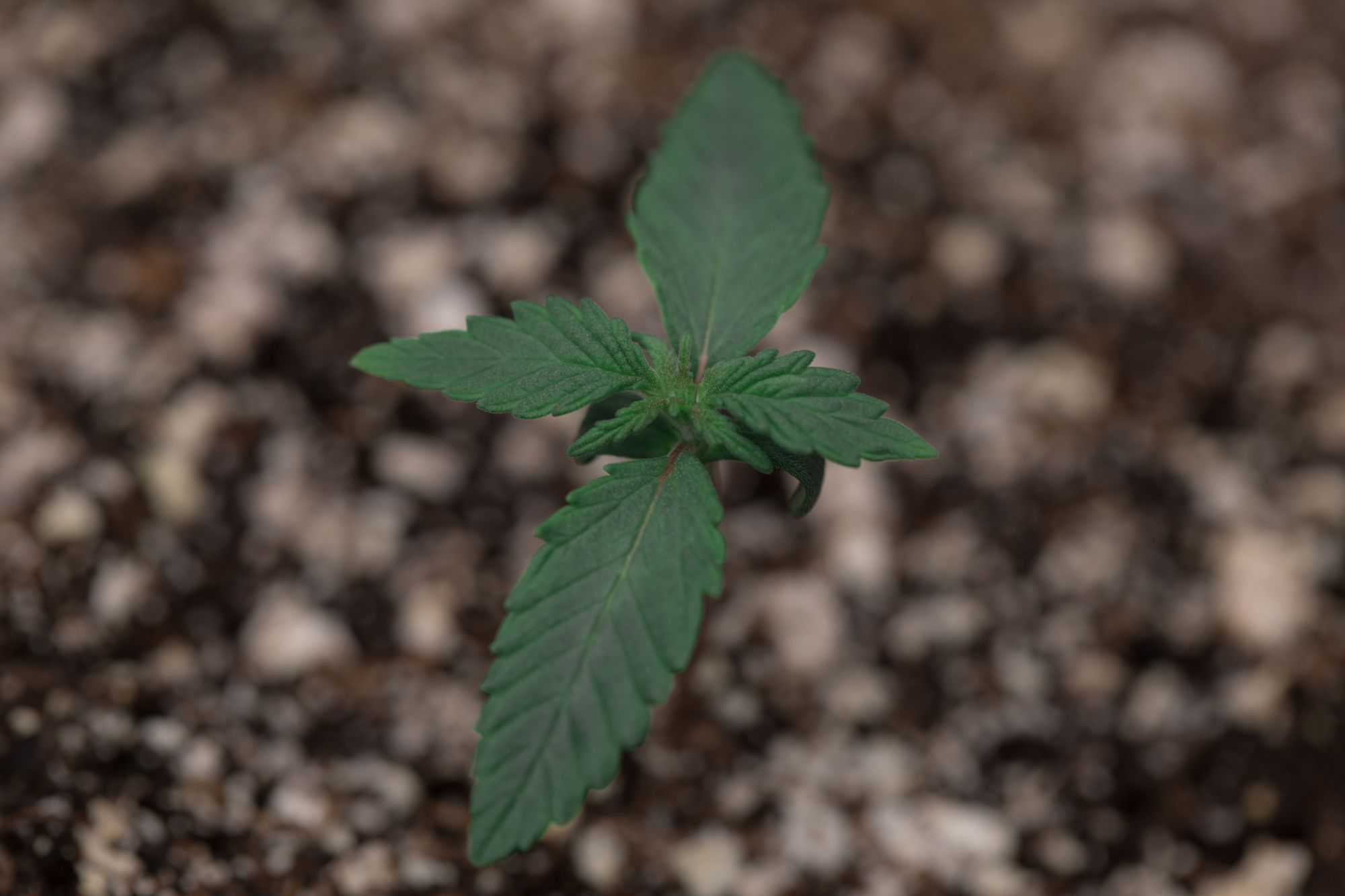 seedlings-9864.jpg