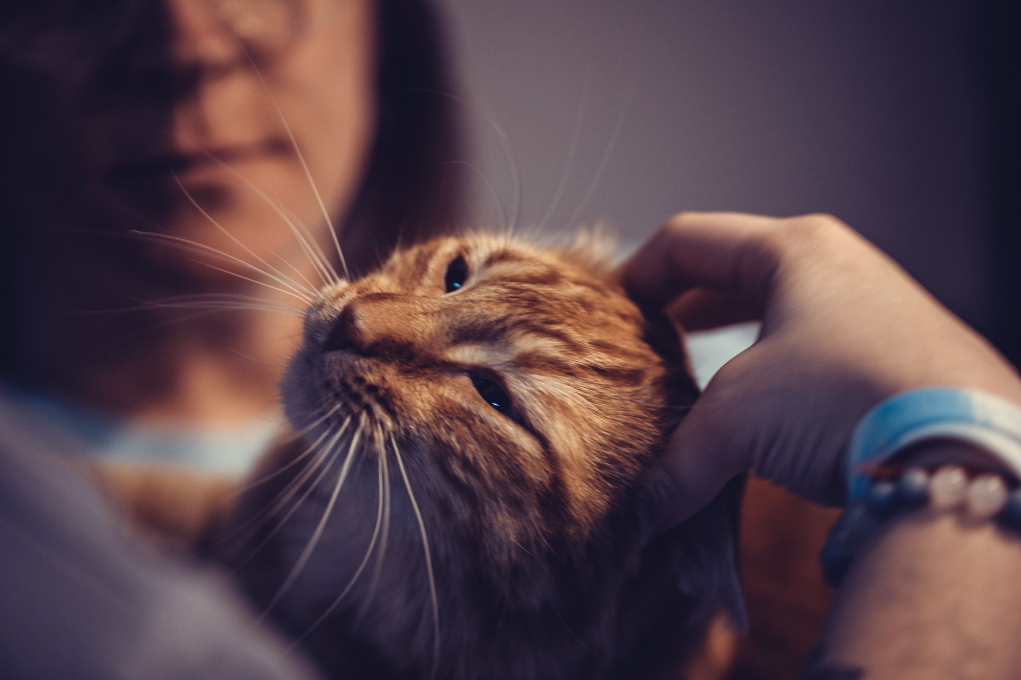 pets-3511.jpg
